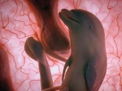 Foto Memukau Saat Bayi Hewan dalam Kandungan