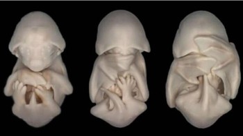 Bayi kelelawar. Foto: Imgur