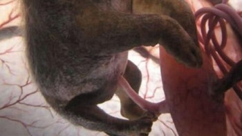 Anak anjing Chihuahua. Foto: Imgur