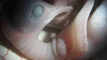 Bayi Penguins dalam telur. Foto: Imgur