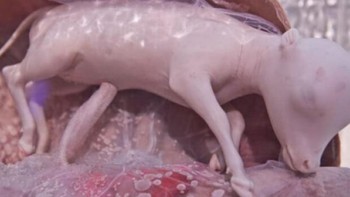 Bayi sapi. Foto: Imgur