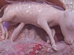 Foto Memukau Saat Bayi Hewan dalam Kandungan