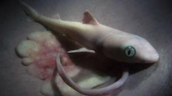 Bayi hiu. Foto: Imgur