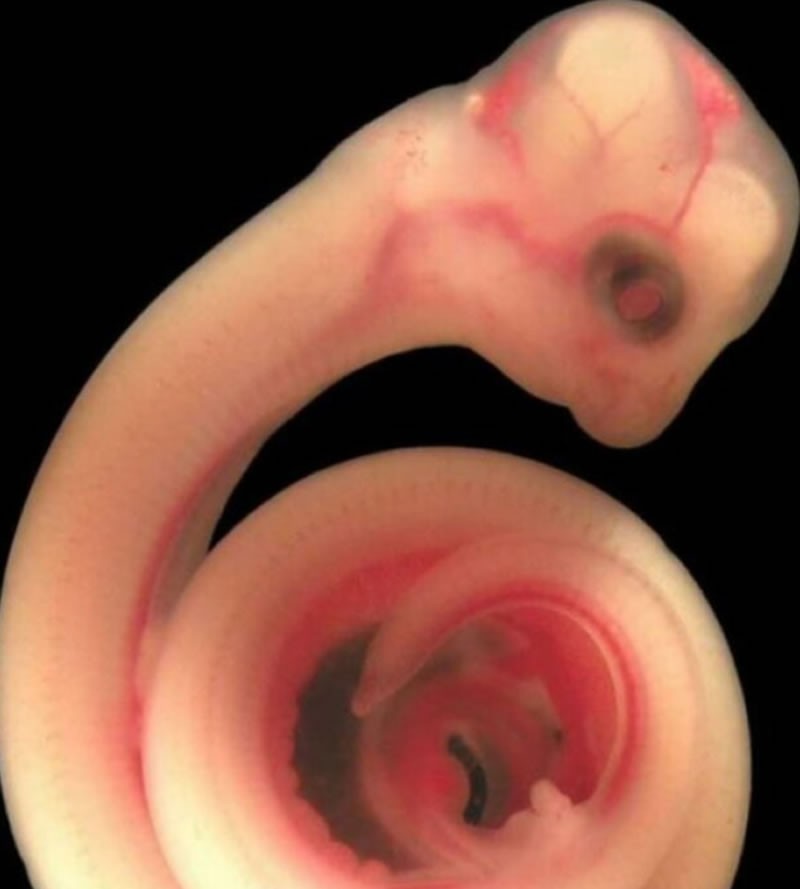 Foto Bayi Hewan dalam Kandungan