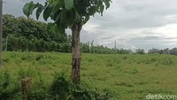 Camat Colomadu, Sriyono, mengatakan lokasi tersebut yang dimungkinkan akan dijadikan hadiah untuk Presiden Jokowi. Kalau itu kisarannya ada 2.000-3.000 meter persegi. Ya semoga saja benar nanti warga Colomadu oleh berkah. Karena ada salah satu tokoh presiden bertempat tinggal di wilayah Colomadu, ujarnya.Foto: Tara Wahyu NV/detikJateng