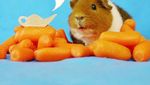 Marmut Imut Fuzzberta Ini Hobi Kulineran Seperti Food Vlogger Kece!