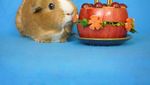 Marmut Imut Fuzzberta Ini Hobi Kulineran Seperti Food Vlogger Kece!
