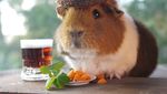 Marmut Imut Fuzzberta Ini Hobi Kulineran Seperti Food Vlogger Kece!