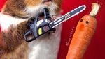 Marmut Imut Fuzzberta Ini Hobi Kulineran Seperti Food Vlogger Kece!