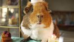 Marmut Imut Fuzzberta Ini Hobi Kulineran Seperti Food Vlogger Kece!