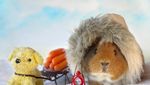 Marmut Imut Fuzzberta Ini Hobi Kulineran Seperti Food Vlogger Kece!
