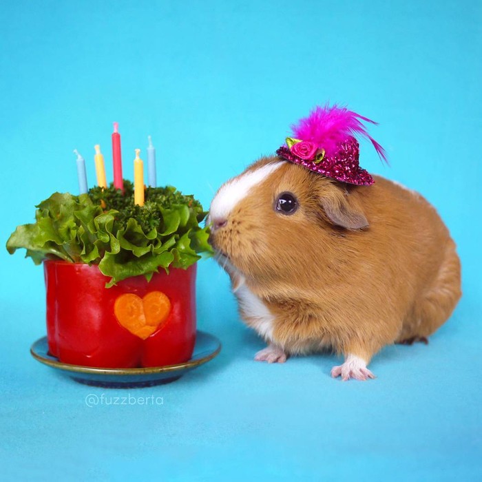 Marmut Imut 'Fuzzberta' Ini Hobi Kulineran Seperti Food Vlogger Kece! Marmut Imut 'Fuzzberta' Ini Hobi Kulineran Seperti Food Vlogger Kece!