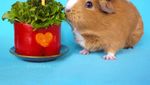 Marmut Imut Fuzzberta Ini Hobi Kulineran Seperti Food Vlogger Kece!