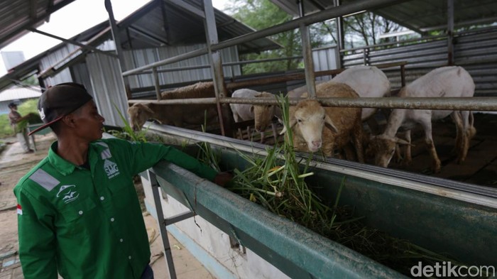 Mengunjungi Edupark Pertanian dan Peternakan Terpadu di Rembang PT Semen Gresik Rembang membangun edupark pertanian dan peternakan terpadu untuk masyarakat. Program ini dikelola Badan Usaha Milik Desa (BUMDes) Kajar, Kecamatan Gunem, Kabupaten Rembang, Jawa Tengah, Jumat (16/12/2022).