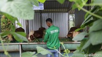 PT Semen Gresik Rembang membangun edupark pertanian dan peternakan terpadu untuk masyarakat. Program ini dikelola Badan Usaha Milik Desa (BUMDes) Kajar, Kecamatan Gunem, Kabupaten Rembang, Jawa Tengah.  