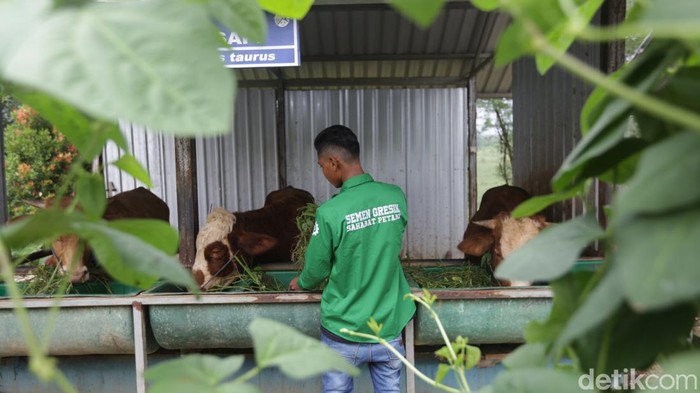 PT Semen Gresik Rembang membangun edupark pertanian dan peternakan terpadu untuk masyarakat. Program ini dikelola Badan Usaha Milik Desa (BUMDes) Kajar, Kecamatan Gunem, Kabupaten Rembang, Jawa Tengah, Jumat (16/12/2022).