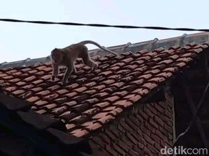 Warga Pagerbarang Tegal Diteror Kawanan Monyet Liar