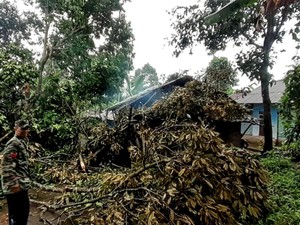 Bruk! Pohon Tumbang Timpa Rumah-Jembatan di Sukabumi