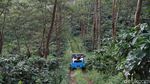 Seru Abis... Offroad Sambil Keliling Kebun Kopi Banaran Semarang