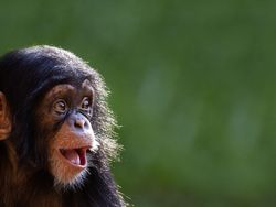 10 Hewan Terpintar di Dunia, Ada yang Tak Terduga