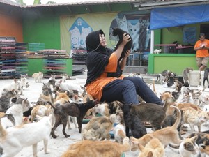 Kisah Bu Dita, Hidup Serumah dengan 600 Kucing