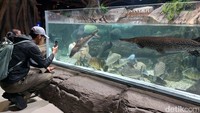 Untuk harga tiket, saat weekday Rp 142.500 untuk dewasa dan Rp 109.250 untuk anak-anak. Sedangkan saat weekend Rp 166.250 untuk dewasa dan Rp 142.500 untuk anak-anak.