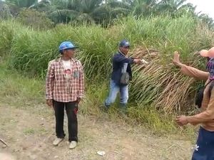 2 Kelompok Massa Bentrok soal Lahan Sawit di Mesuji, 1 Orang Ditembak