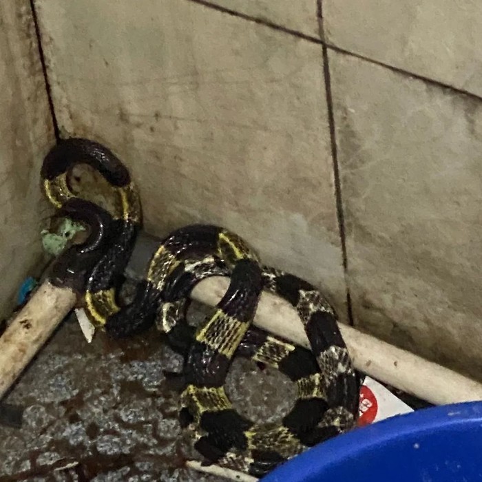 Ular berbisa menyelinap dan terdiam di sudut kamar mandi (toilet) rumah warga di Ciracas, Jakarta Timur (Jaktim). Ular tersebut lalu ditangkap petugas damkar. (dok Damkar Ciracas)
