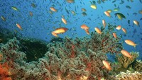 Pemandangan bawah laut di sekitar Amanwana (Dok Amanwana)