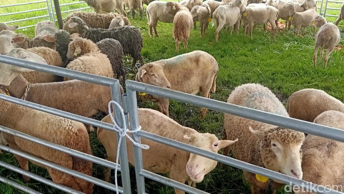 Sebanyak 200 ekor domba batur di dataran tinggi Dieng, Banjarnegara menjalani inseminasi buatan.