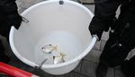 Duarrr! Akuarium Raksasa di Jerman Meledak, Ikan Berhamburan