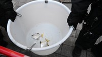 Selain itu ikan-ikan yang ada di akuarium berhamburan di jalanan. (Soeren Stache/Getty Images)