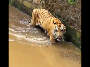 Viral Harimau Juve Kurus, Pengelola Ragunan Minta Maaf Bikin Khawatir