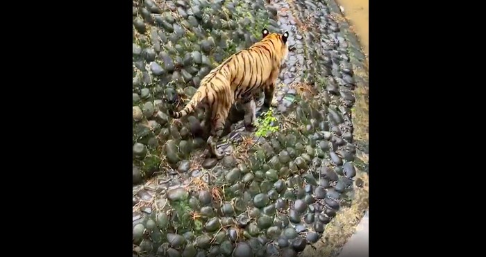 Harimau di Ragunan, namanya Juve (16), menurut Anda dia kurus atau tidak? (Dok Instagram Taman Margasatwa Ragunan)