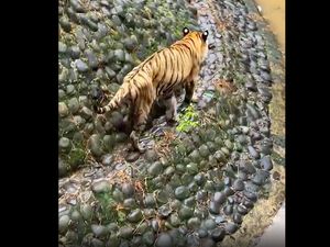 Animal Defender Tak Puas Penjelasan TMS Ragunan soal Harimau Juve Kurus