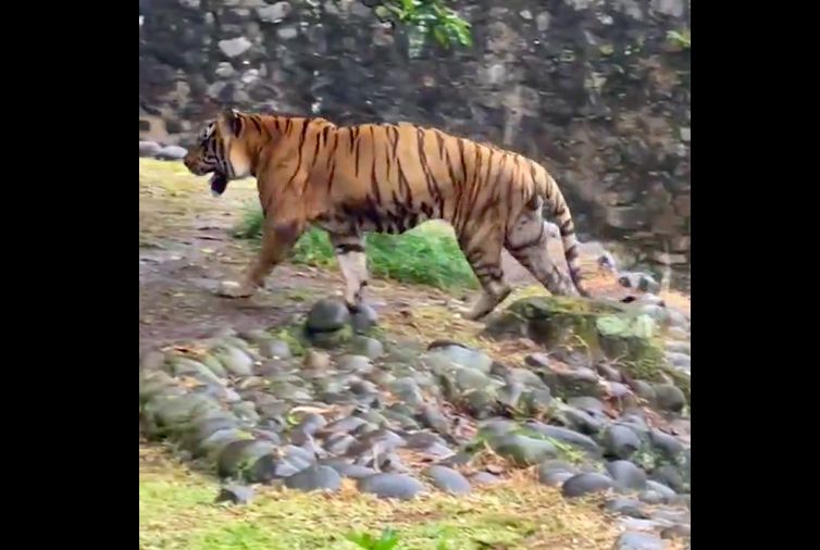 Harimau di Ragunan, namanya Juve (16), menurut Anda dia kurus atau tidak? (Dok Instagram Taman Margasatwa Ragunan)