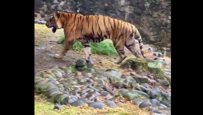 Harimau di Ragunan, namanya Juve (16), menurut Anda dia kurus atau tidak? (Dok Instagram Taman Margasatwa Ragunan)