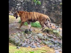 Ragunan: Kondisi Harimau Juve Membaik, Dirawat hingga Usia Maksimum