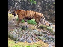 Isu Harimau di Ragunan Kurus gegara Pakan, Berefek ke Kunjungan Wisatawan?