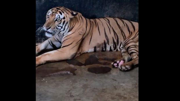 Harimau di Ragunan, namanya Juve (16), menurut Anda dia kurus atau tidak? (Dok Instagram Taman Margasatwa Ragunan)
