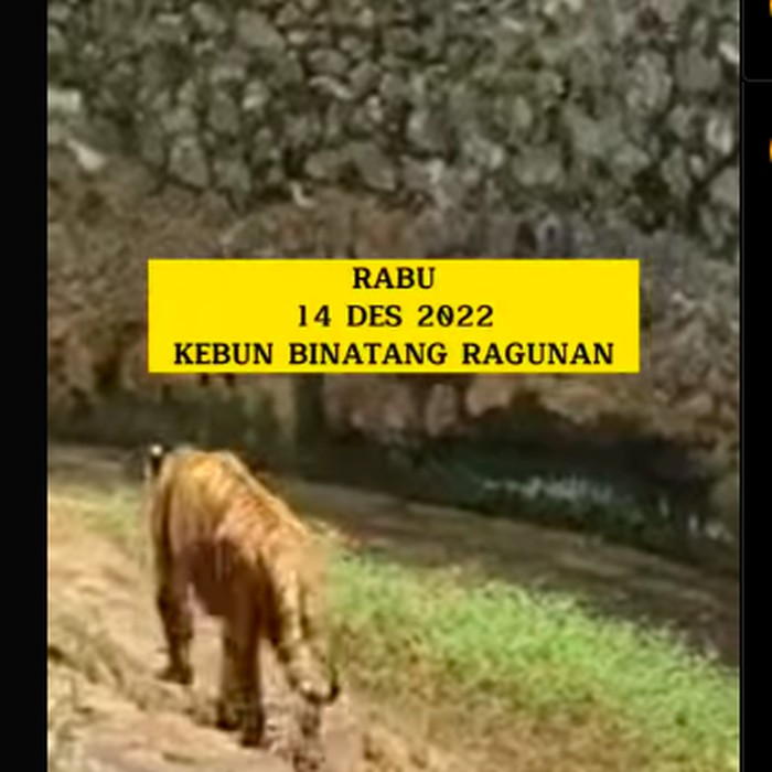 Harimau di Ragunan, viral. (Dok Instagram Doni Herdaru Animal Defender)