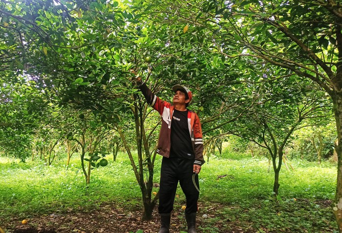 I Ketut Mangku Sugata saat menunjukan tanaman jeruk di kebunnya yang saat ini banyak yang rusak akibat diguyur hujan (foto: I Wayan Selamat Juniasa)