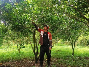 Sering Diguyur Hujan, Jeruk Petani Karangasem Rontok dan Membusuk