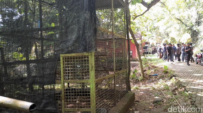 Dua ekor monyet mati di Bogor Mini Zoo, Kota Bogor. Hal tersebut diketahui lewat video viral yang beredar di media sosial.