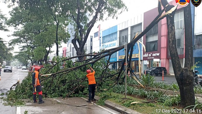 Pohon tumbang di Alam Sutera, Tangsel (dok.BPBD Tangsel)