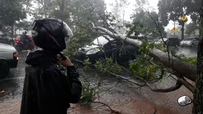 Pohon tumbang timpa mobil di Subang.