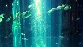 Pemberian makan dan pembersihan tangki dilakukan setiap hari oleh tim penyelam skuba. Ketebalan dinding silinder akrilik luar adalah 22 cm di bagian bawah dan 18 cm di bagian atas, sedangkan suhu air akuarium antara 26-27 derajat Celcius. Foto: Radissonblu.com/Bored Panda