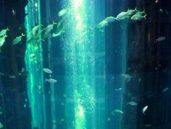 Melihat Akuarium Raksasa AquaDom Sebelum Meledak