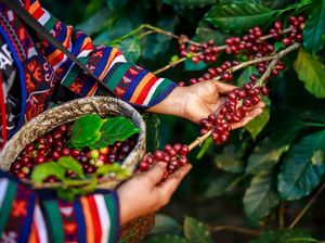 3 Fakta Ceri Kopi, Buah Tanaman Kopi yang Siap Diolah