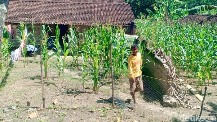 Giman Pria Ngawi pindahkan rumah dalam semalam
